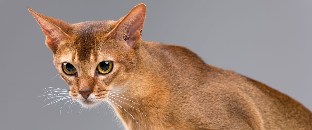 Abyssinians