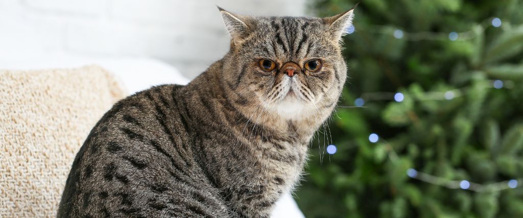 Exotic Shorthairs