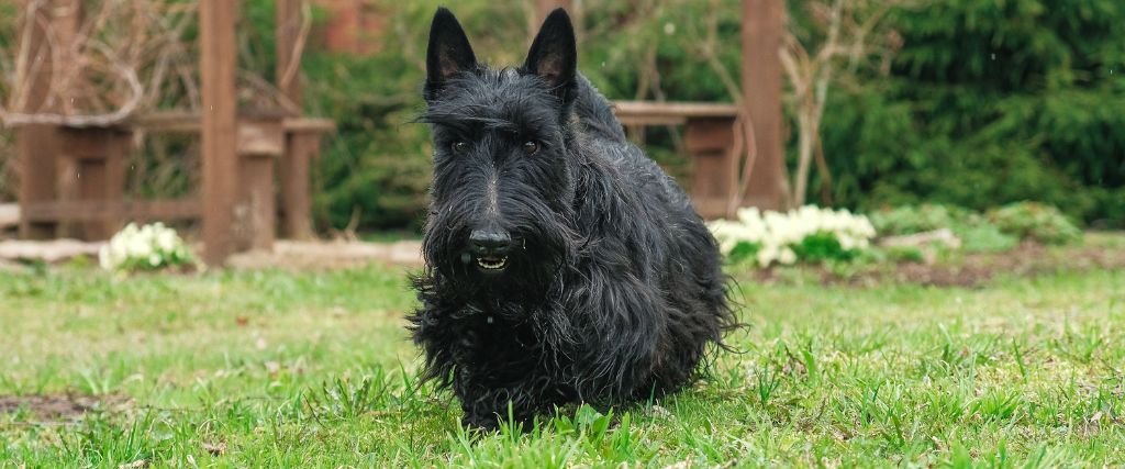 Scottish Terriers