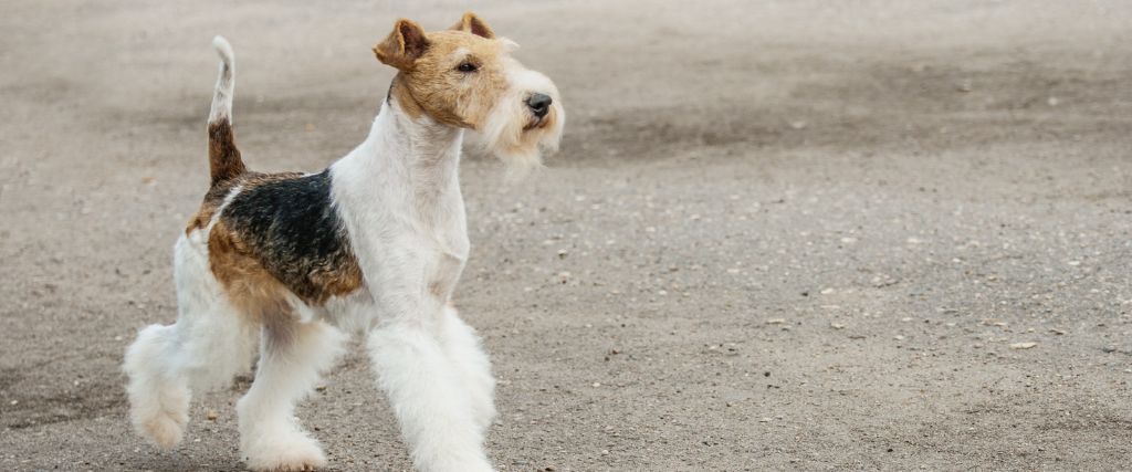 Wirehaired Fox Terriers