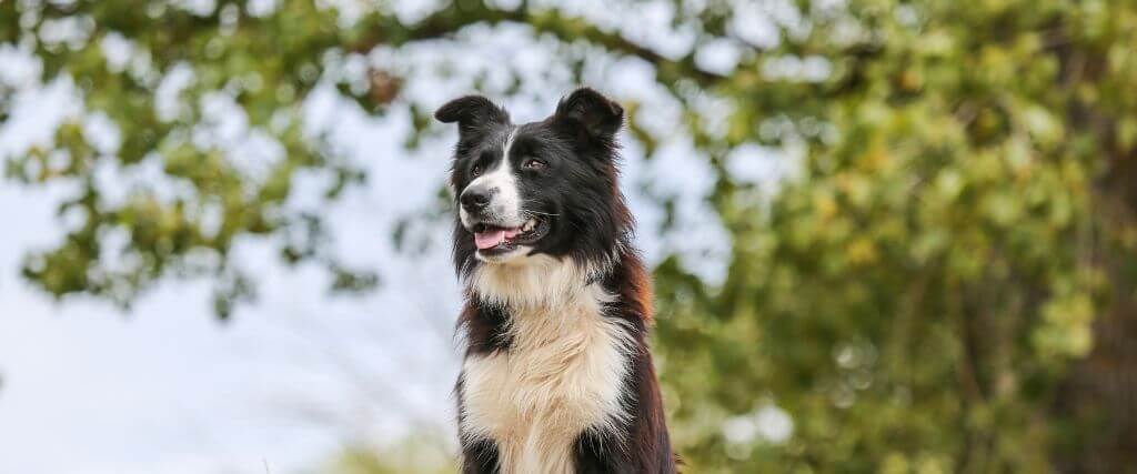 Can Dogs Have Asthma?