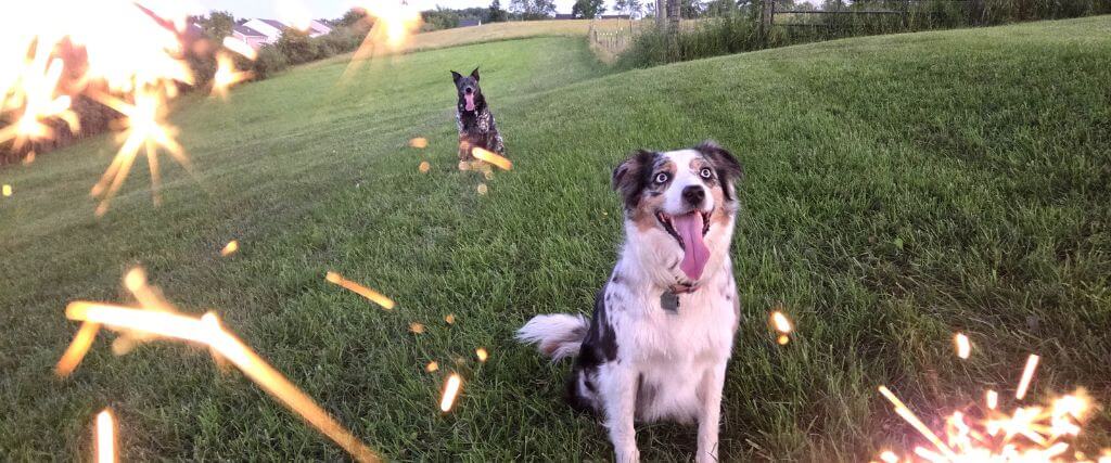 Freedom From Fear: Noise Conditioning for Fireworks and Thunderstorms