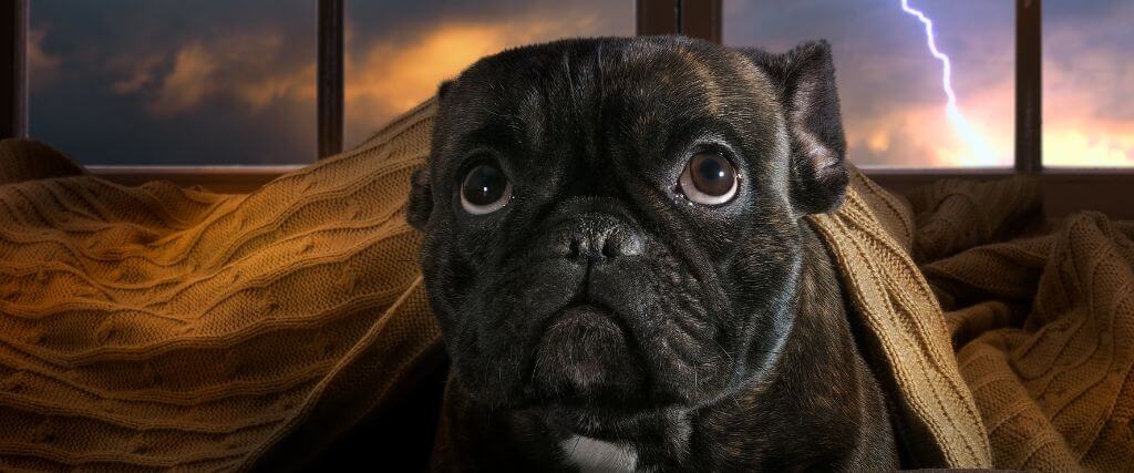 How to Calm a Dog During Thunderstorms: Treating Storm Anxiety in Dogs