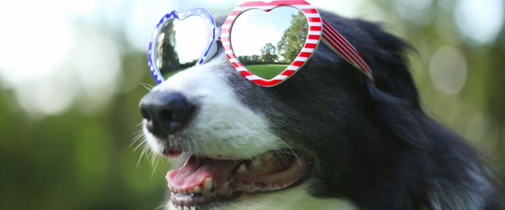 July 4th Hazards for Dogs and Cats – Keep Your Pets Safe This Independence Day