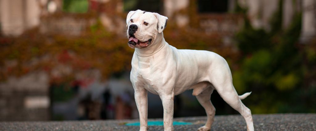 American Bulldogs