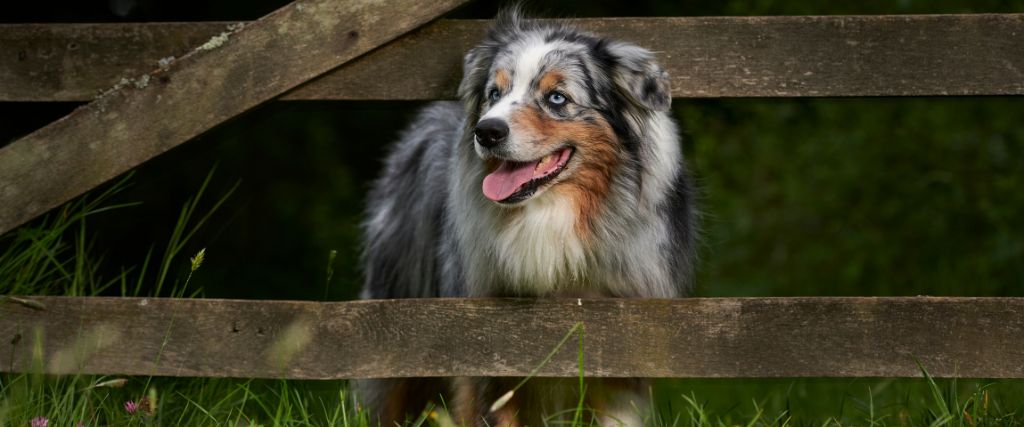 Australian Shepherds