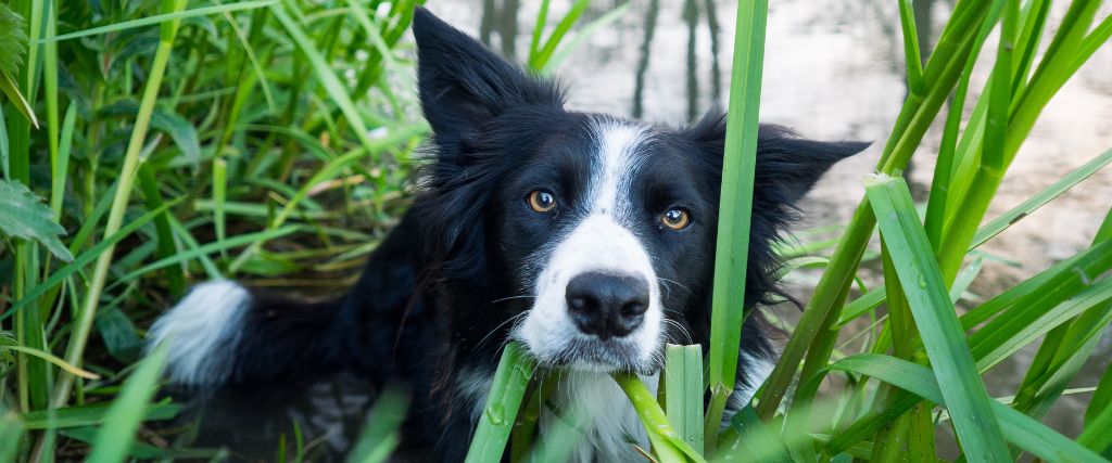 Border Collies