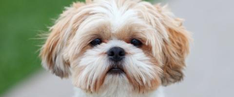 Shih Tzu Dog Breed