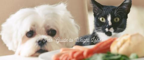 A Pet's Guide to Weight Loss