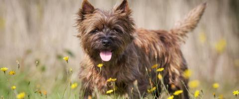 Cairn Terrier in field, GeniusVets breed library