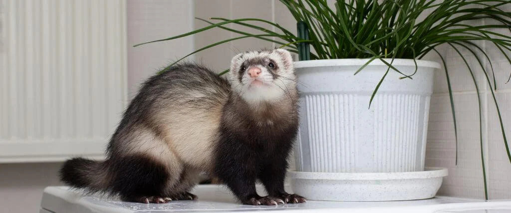 Ferrets as Family: The Art of Ferret Care