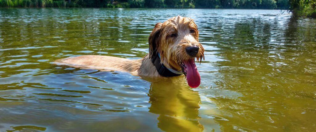 What Every Owner Should Know About Giardia in Dogs