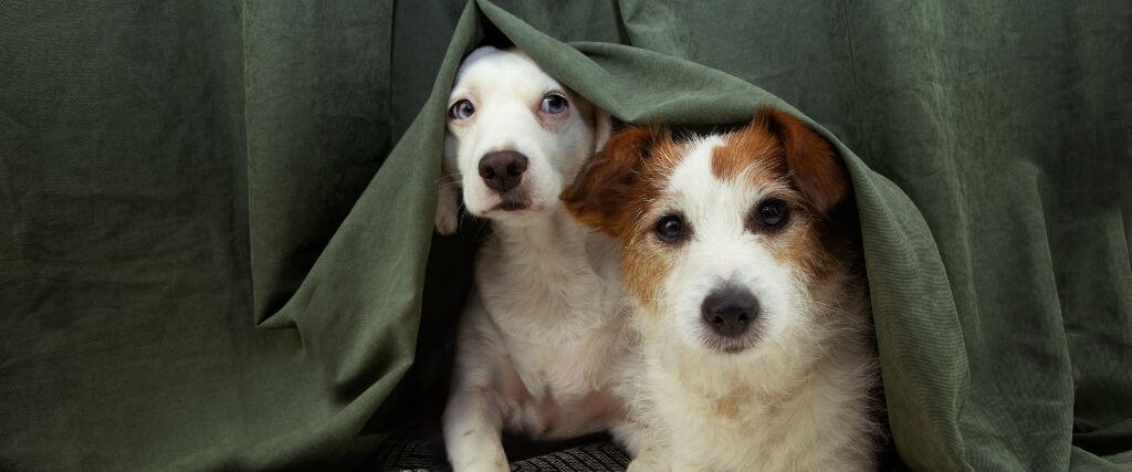 Why Are Dogs Scared of Thunder? Dog Thunderstorm Anxiety and Phobia Explained