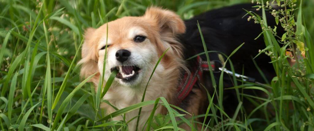 Why Does My Dog Eat Grass? The Surprising Truth
