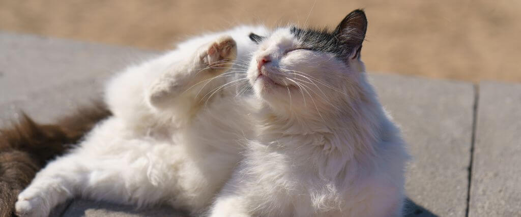 Yes! Cats Need Flea and Tick Prevention and Treatments, Too!