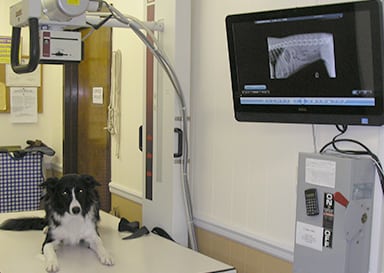 Veterinary Diagnostics in Miller Place