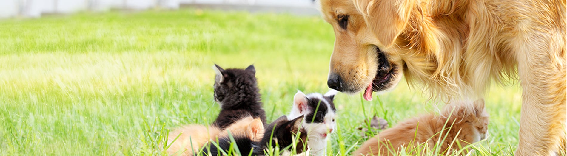 Golden retriever and group of a kittens in grass
