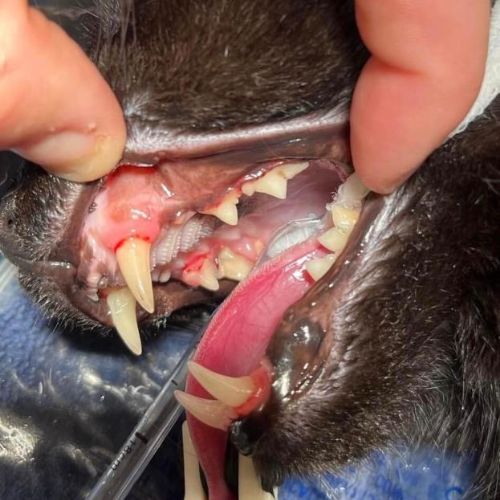 Pet dental cleaning by veterinarian
