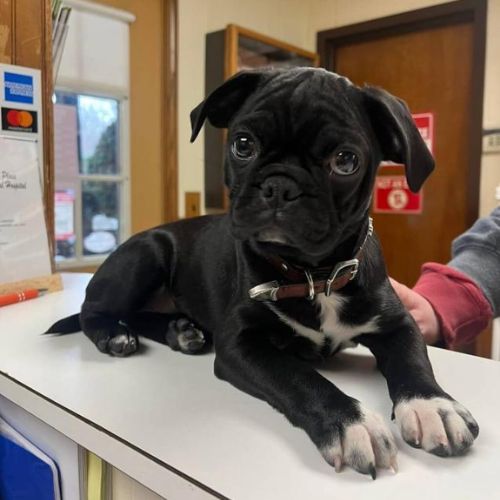 Puppy sitting on an exam table