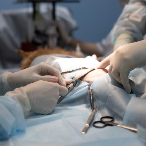 Veterinarians performing surgery