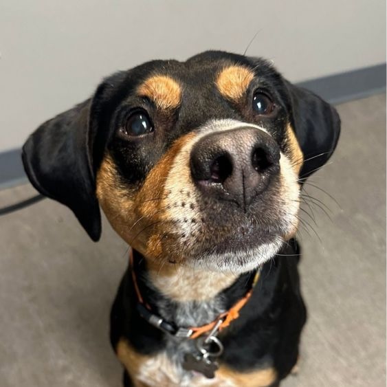 Small dog looking forward